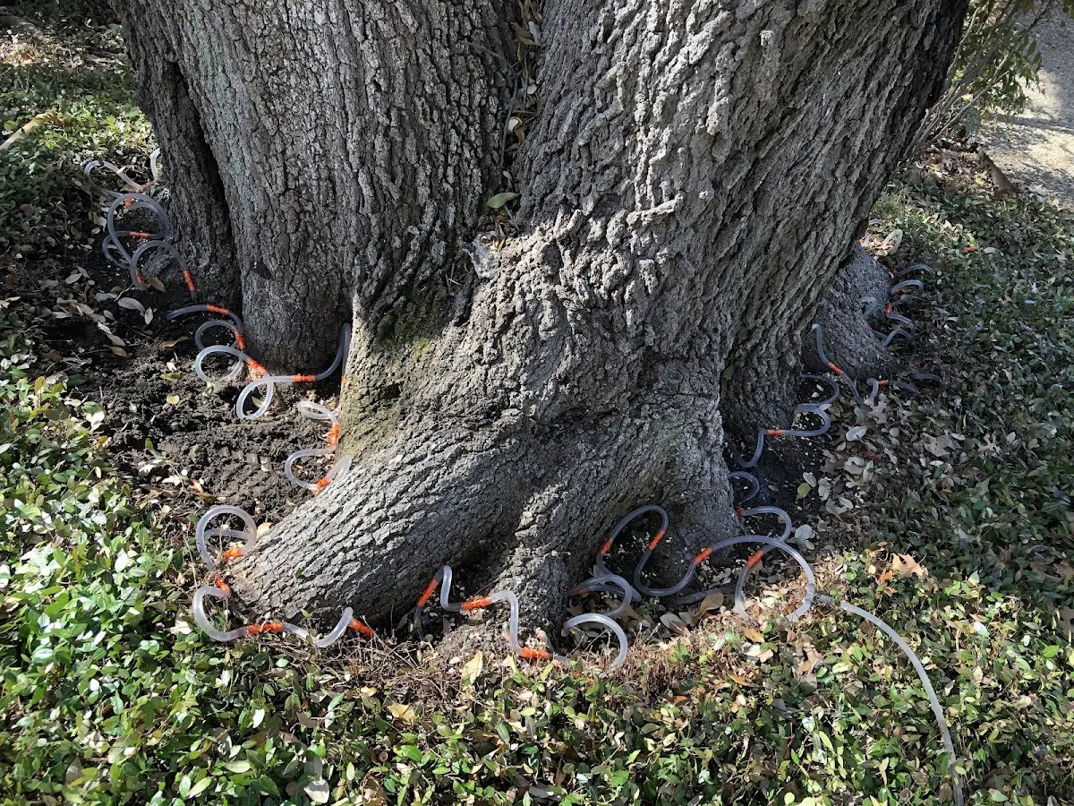 Detailed Tree Cabling and Bracing job site in Aptos