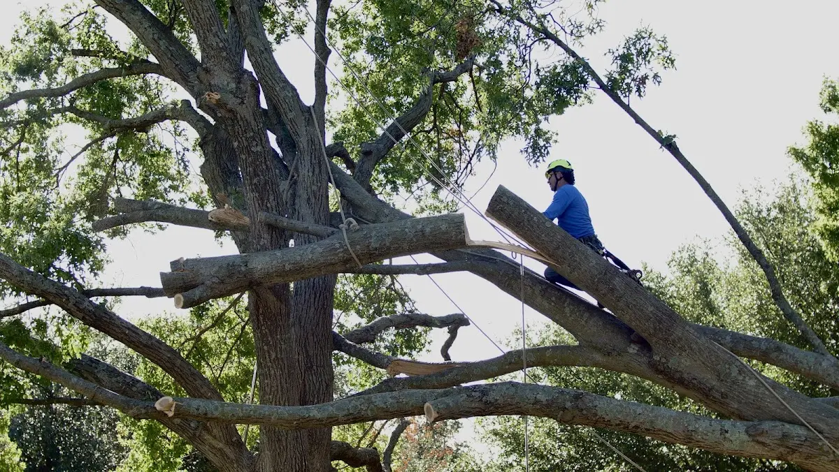 Professional Crown Thinning performed by certified arborists in Aptos