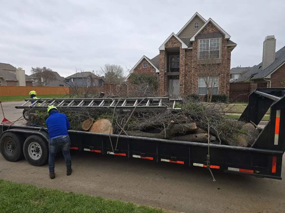 Expert Tree Fertilization with proper safety equipment in Aptos